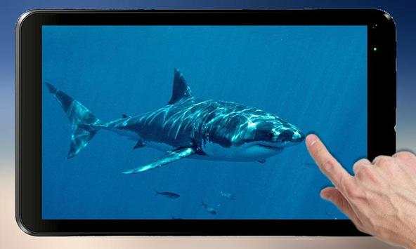 Shark Attack स्क्रीनशॉट 4