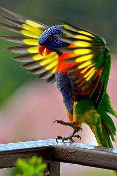 Bird HD Wallpaper screenshot 7
