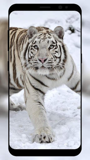 White Tiger Wallpaper HD screenshot 7