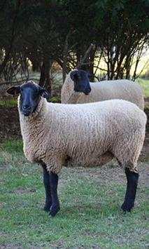 Sheep wallpaper 4 تصوير الشاشة