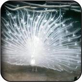 White Peacock Wallpapers 5.0