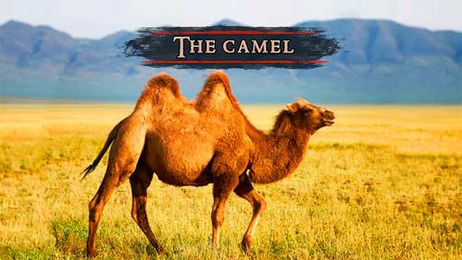 The Camel screenshot 2