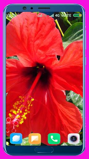 Hibiscus Flower Wallpaper Best 4K screenshot 15