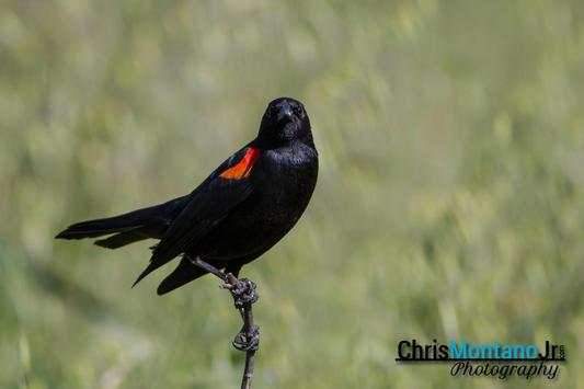 All Birds स्क्रीनशॉट 8