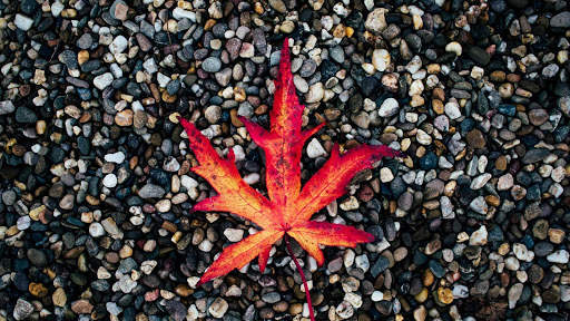 Autumn Wallpapers HD & 4k Backgrounds screenshot 12
