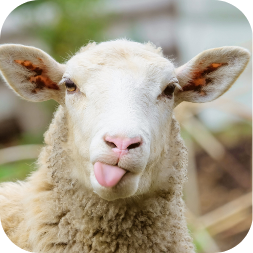 Sheep Sound (NEW) icon