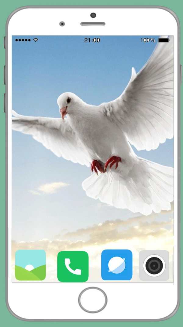 Pigeon Full HD Wallpaper screenshot 16
