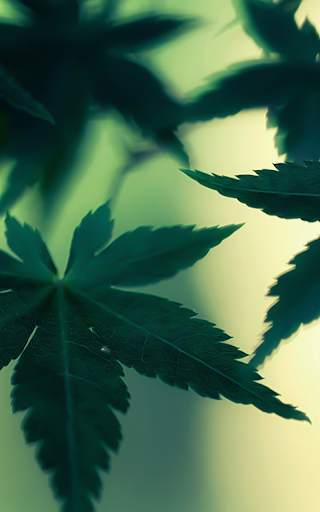 Weed Wallpaper screenshot 9