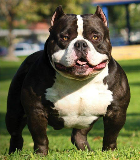 Pitbull HD Wallpaper New 2019 screenshot 6