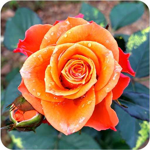 Rose Wallpaper иконка