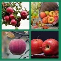 GUESS THE FRUITS NAME GAME