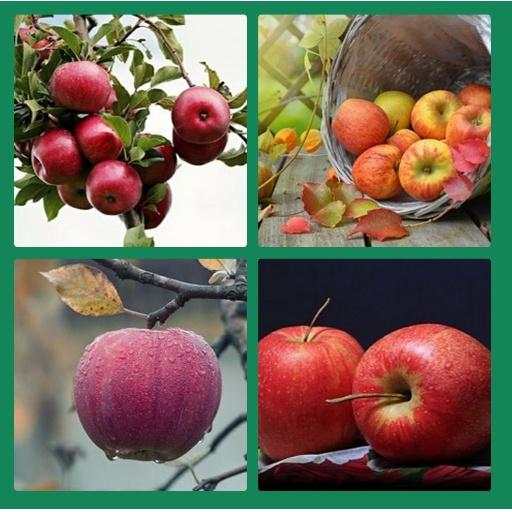 GUESS THE FRUITS NAME GAME 7.2.3z