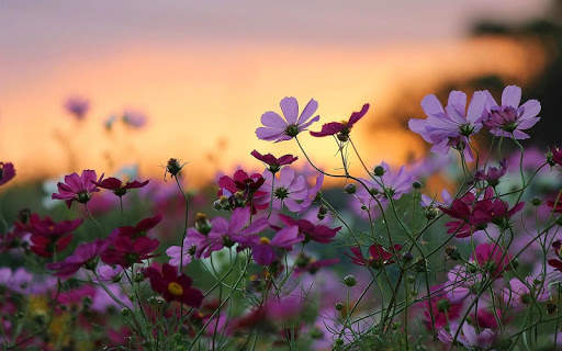 Flowers Live Wallpaper screenshot 7
