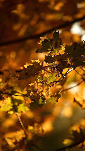 Magic touch: Autumn screenshot 1
