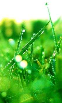 Grass wallpapers screenshot 4