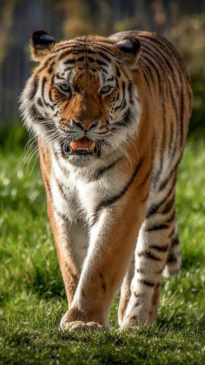 Tiger Video Live Wallpaper screenshot 3
