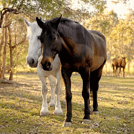 Horses Jigsaw Puzzle Games screenshot 4