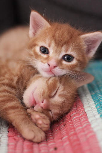 Cat HD Wallpaper 😻😻 screenshot 5