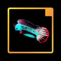 Wallpaper Ikan Channa