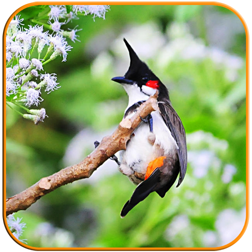 Birds Calls Sounds - Relaxing иконка