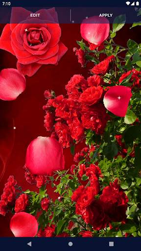 3D Red Rose Live Wallpaper 6 تصوير الشاشة