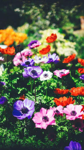 Flower Wallpaper 4K, Floral Background: Flowery screenshot 15