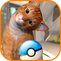 Collect all cats!