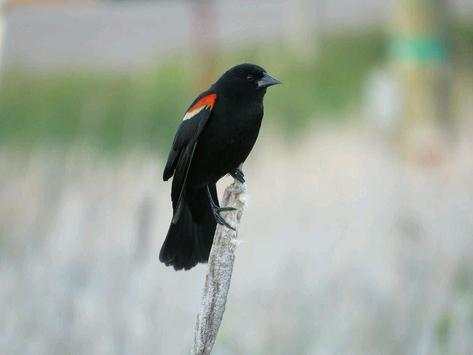 bird sounds screenshot 8