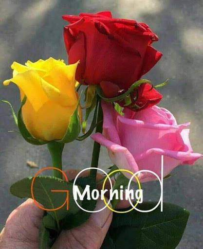Good morning Flower Wallpapers Colorful Roses 4K screenshot 4
