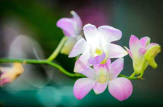 Orchide Glamour live wallpaper screenshot 10