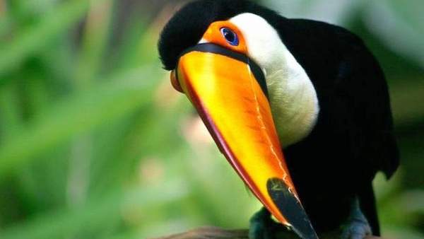 Toucan Bird Live Wallpaper screenshot 2