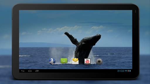 4K Whales Video Live Wallpapers screenshot 5