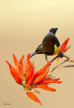 India Birds स्क्रीनशॉट 2