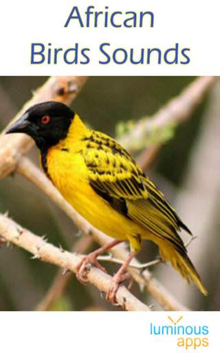 African Birds Sounds Free screenshot 1