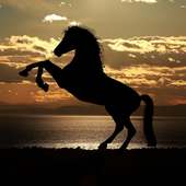 Horse Wallpaper HD - Horse Backgrounds icon