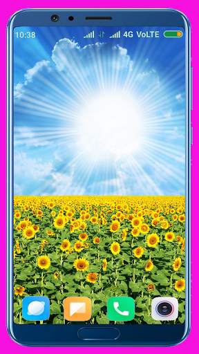 Sunflower HD Wallpaper screenshot 2
