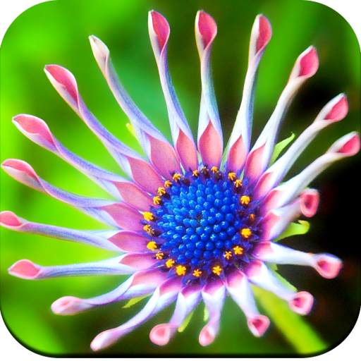 Macro Wallpaper HD 1.05