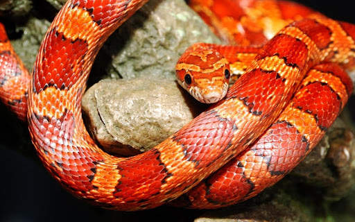 Snake Wallpaper screenshot 3