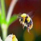 Bumblebee Sound 1.5