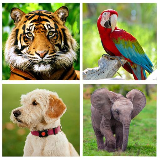 Animal Sounds icon