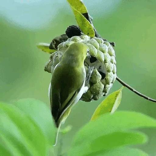 Green Bird Live Wallpaper 3