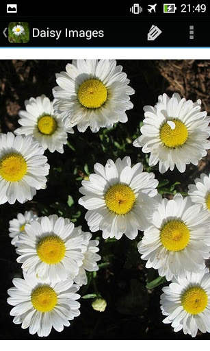 DaisyBG: Flower Wallpaper screenshot 13