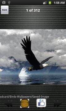 Birds Wallpapers HD скриншот 4
