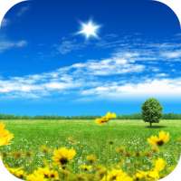 Summer Flowers Live Wallpaper logo