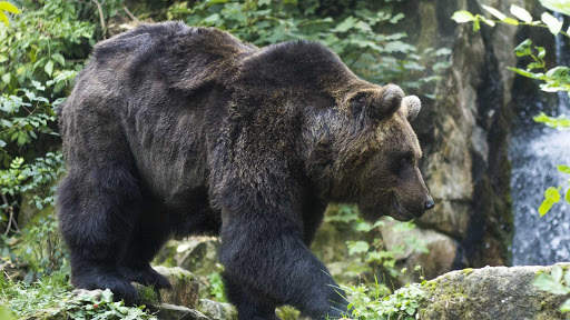 Bear Wallpapers HD & 4k Backgrounds screenshot 13