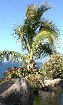 Palm tree at the seaside screenshot 1