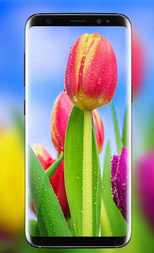 Tulips Live Wallpaper 2018 – Flower HD Backgrounds screenshot 1