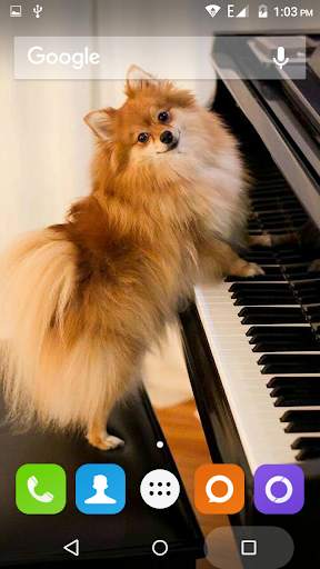 Pomeranian Dog Wallpaper Hd screenshot 5