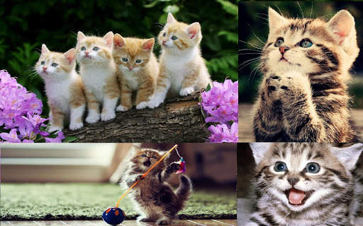 Cute Kitten Wallpaper screenshot 4
