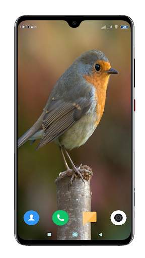 Bird Wallpaper 4K स्क्रीनशॉट 8